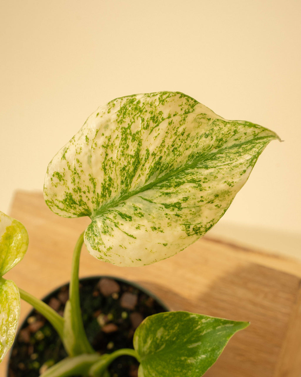 3.5" Monstera 'Mint'