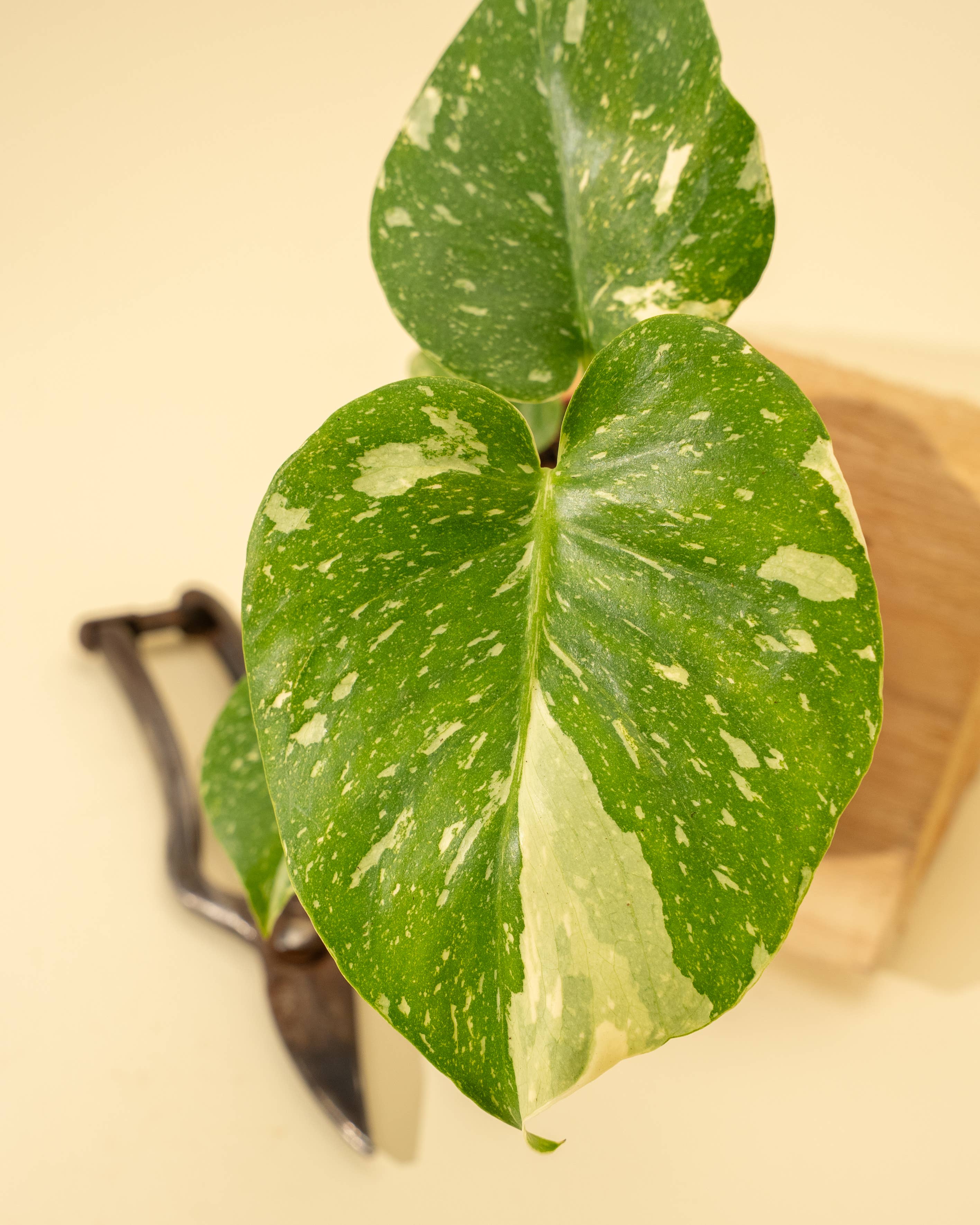 4" Monstera 'Thai Constellation'