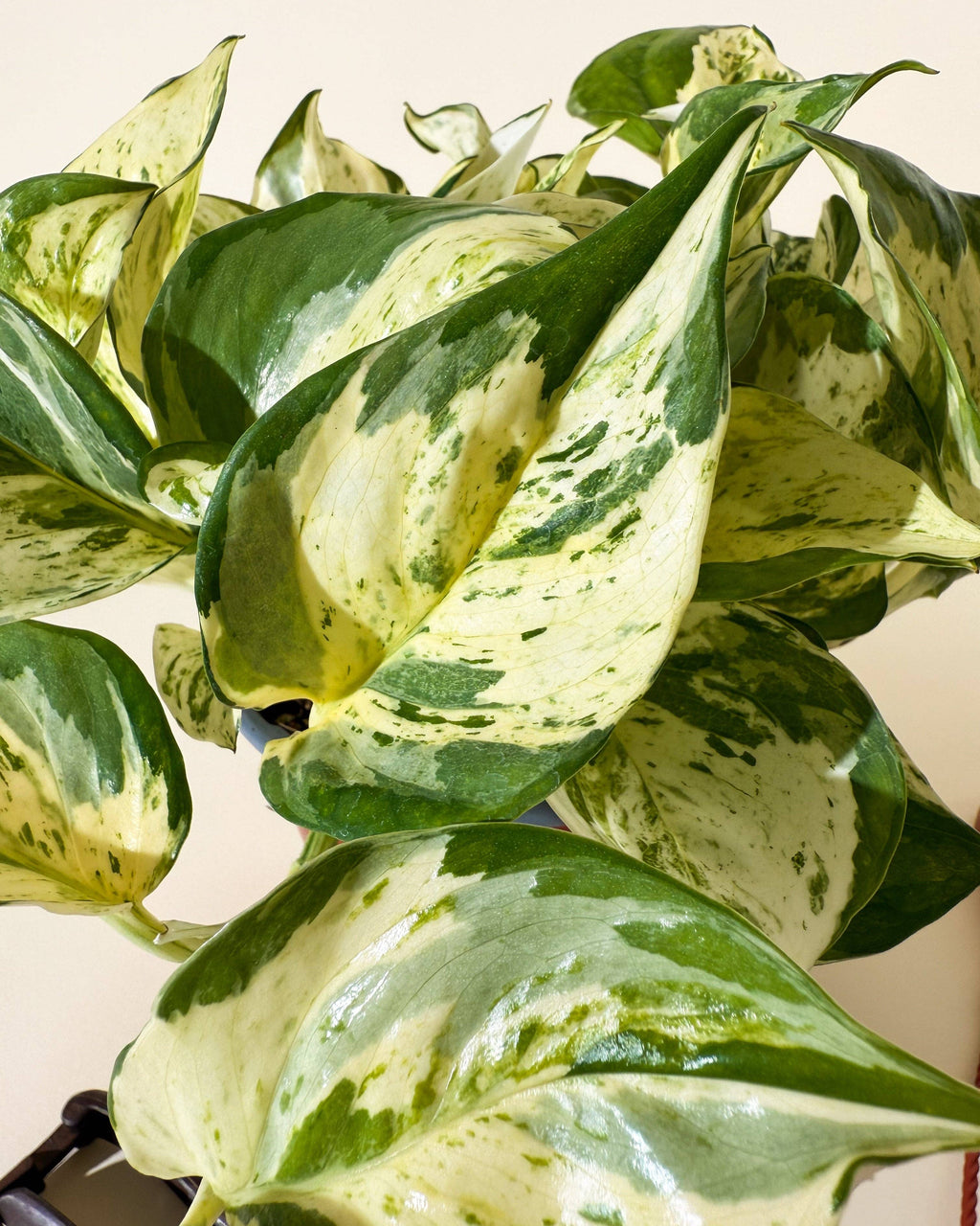 6" Epipremnum Aureum 'Manjula Compacta' (Hanging Basket)