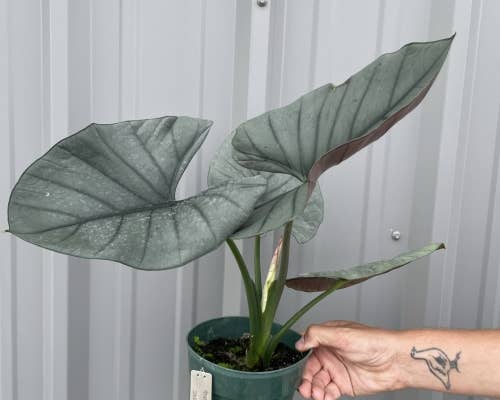 Alocasia Reginae.
