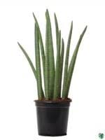 Cylindrical Sanseveria