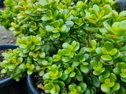 Jade Plant