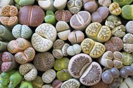 Lithops