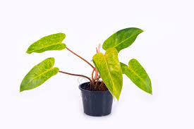 Philodendron Painted Lady