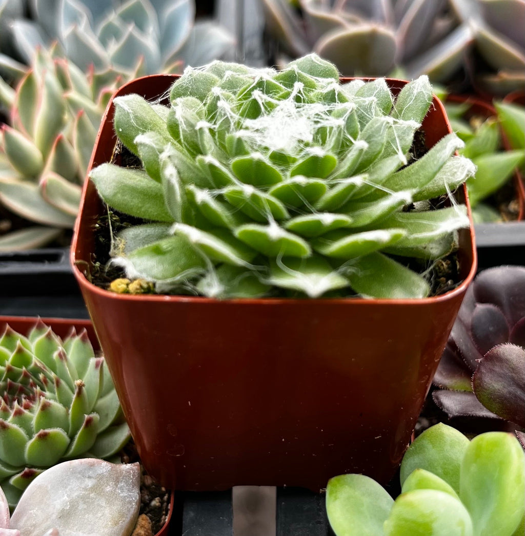 Sempervivum Cob Web